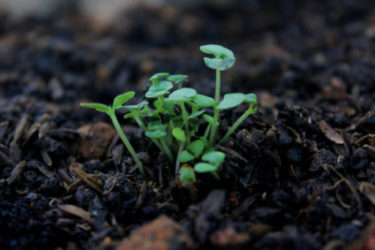 Sprouts in Soil