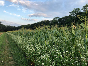 cover crops with corn