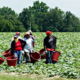 Farmworkers in field